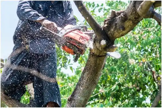 tree services Urie